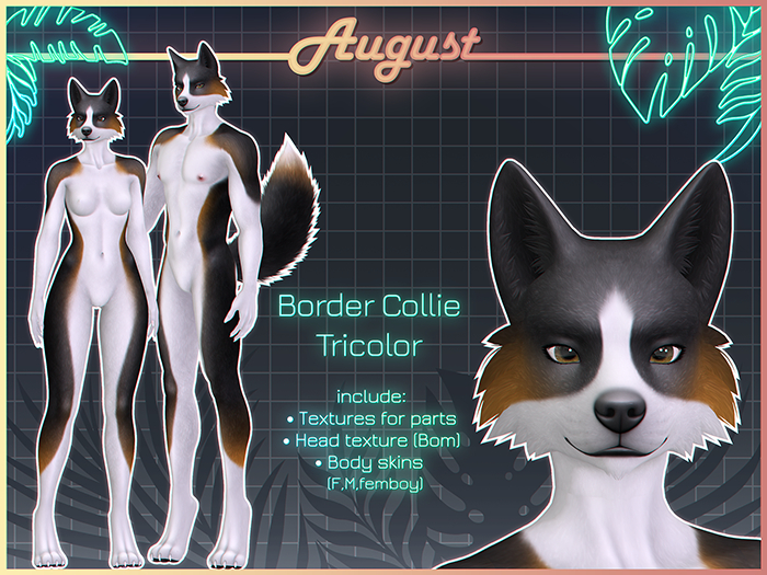 [• AUGUST •] - Border collie (tricolor)