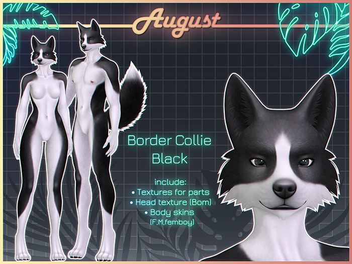 [• AUGUST •] - Border collie (black)