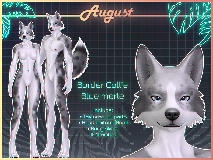 [• AUGUST •] - Border collie (blue merle)