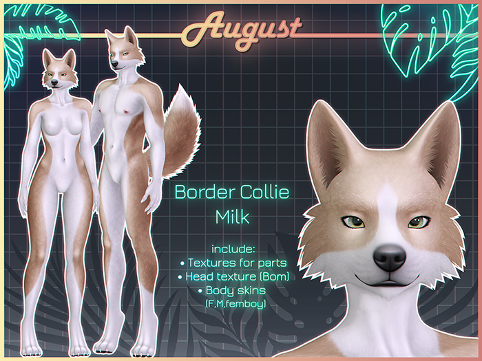 [• AUGUST •] - Border collie (milk)