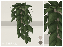 Mithral * Tall Hoya Polyneura Fat Pack