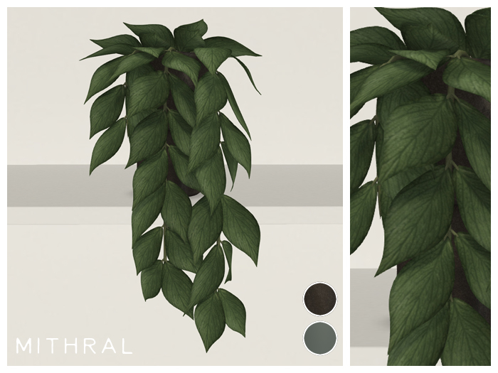 Mithral * Tall Hoya Polyneura (Pack C)
