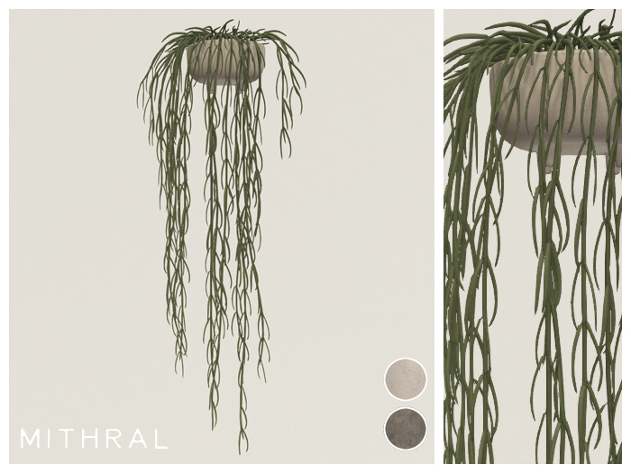 Mithral * Full Hoya Linearis Fat Pack