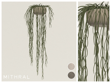 Mithral * Full Hoya Linearis Fat Pack