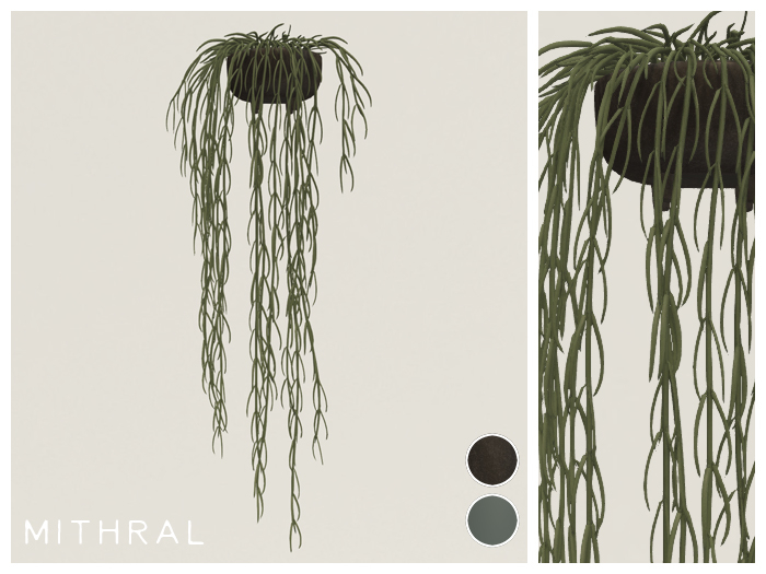 Mithral * Full Hoya Linearis (Pack C)