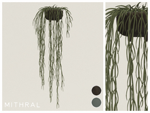 Mithral * Full Hoya Linearis (Pack C)