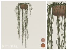 Mithral * Full Hoya Linearis (Pack B)