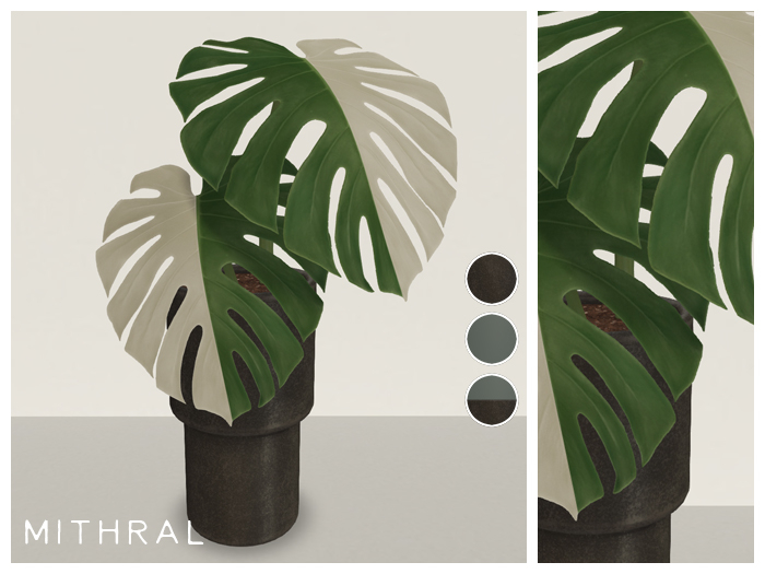 Second Life Marketplace - Mithral * Small Half Moon Albo Monstera (Pack C)