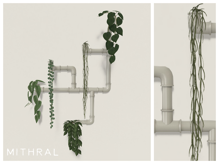 Mithral * Pipe Vine Display Fat Pack