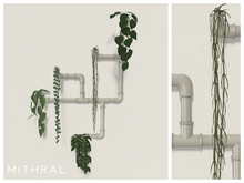 Mithral * Pipe Vine Display Fat Pack