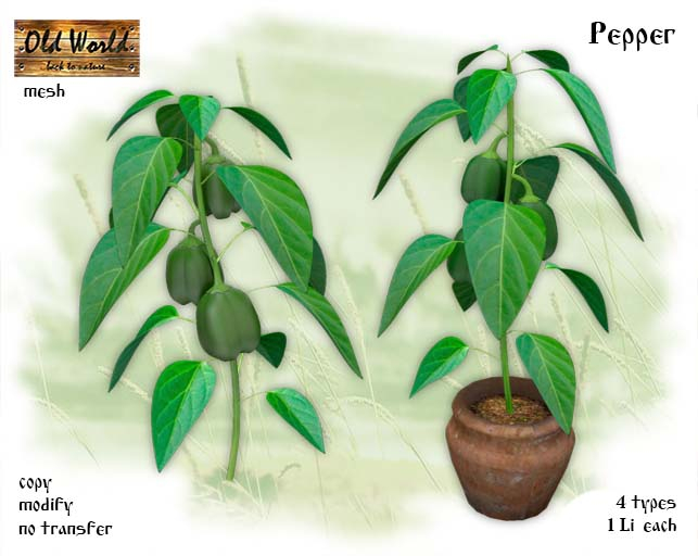 Green Bell Pepper - Old World - Rustic Garden
