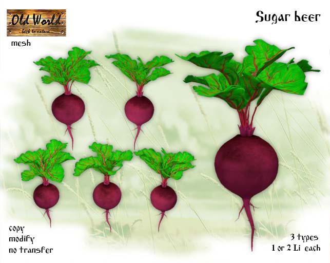 Sugar beet - Old World - Rustic Garden