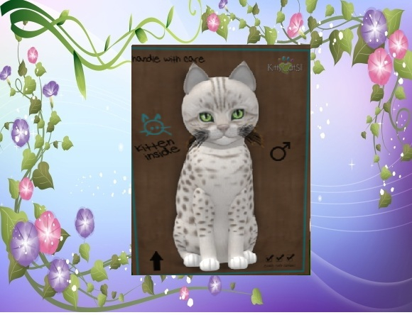 KittyCatS Box/Ocicat - Platinum/M