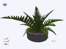 Garden:. Fern Dragon Pot