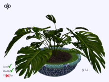 Garden:. Philodendron Mosaic Pot