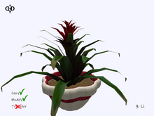 Garden:. Bromeliad Pot