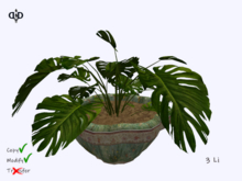 Garden:. Philodendron in Floral Pot