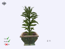 Garden:. Weed in Floral Pot
