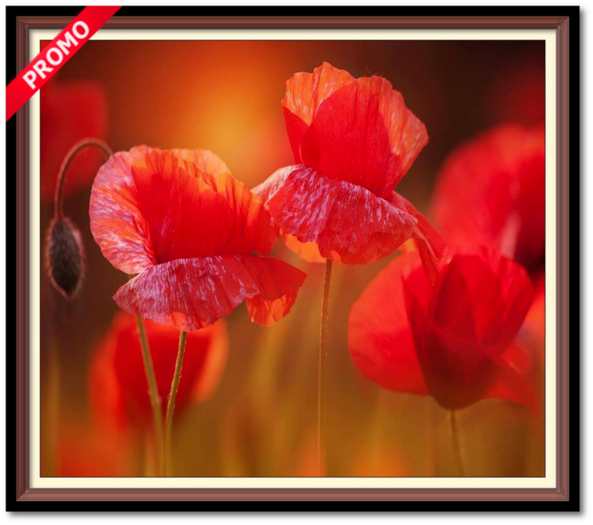 Red Poppies