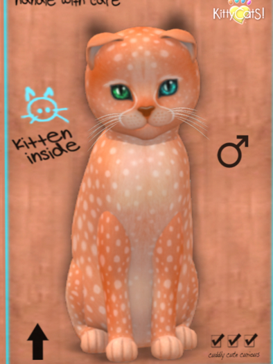 KittyCatS Box - New Born Kitten