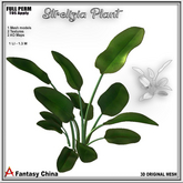 FULL PERM Strelizia Plant - Bird of paradise