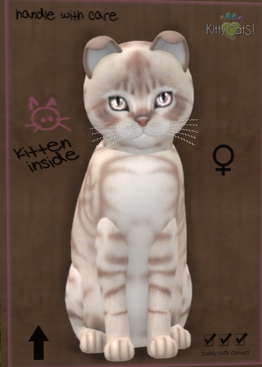 KittyCatS Box - New Born Kitten ♀ 