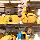 *[Black Bantam] Pumpkin Baby 1 Nose Rare