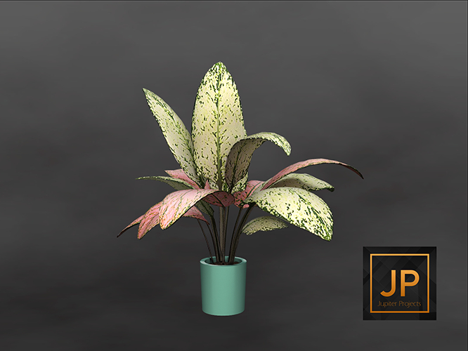 1MINIMAL - Plant Collection: Ceramics