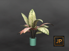 1MINIMAL - Plant Collection: Ceramics