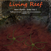 Inochi Reef - Brittle Star 5