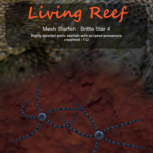 Inochi Reef - Brittle Star 4