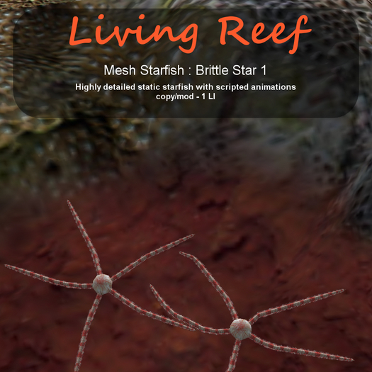 Inochi Reef - Brittle Star 1