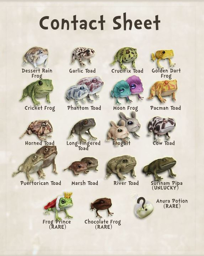 ::BB:: Wizarding Frog Prince (RARE)