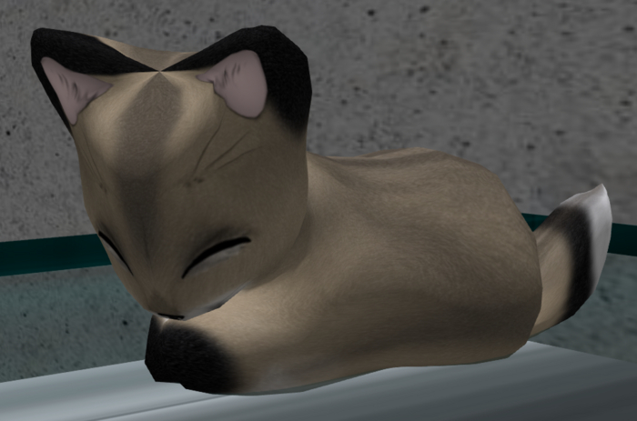 Stray Cats Kitten - Faboo Fox Tawny (M)