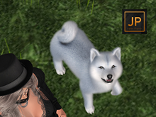 SEmotion Libellune Shiba Inu Companion COMMON 05