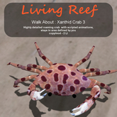 Inochi Reef - WA - Xanthid Crab 3