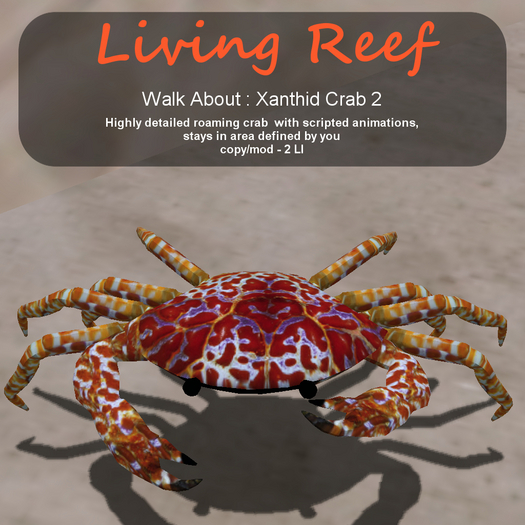 Inochi Reef - WA - Xanthid Crab 2