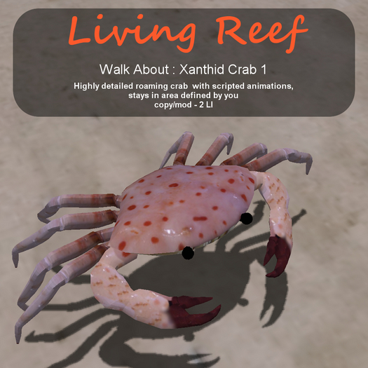 Inochi Reef - WA - Xanthid Crab 1