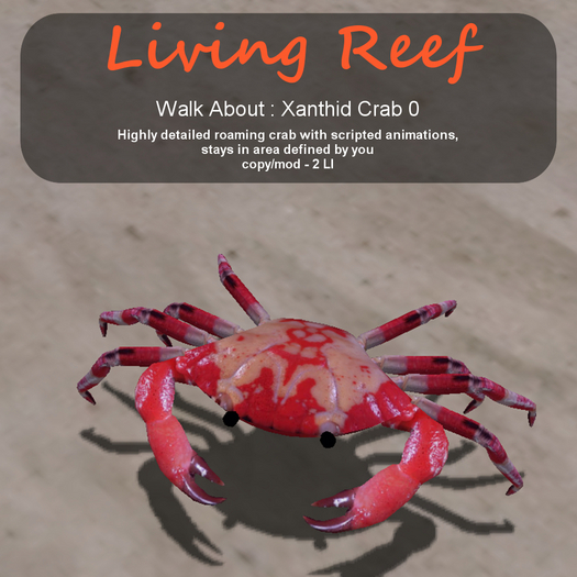 Inochi Reef - WA - Xanthid Crab 0