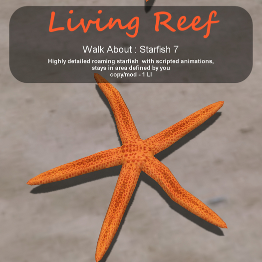 Inochi Reef - WA - Starfish 7