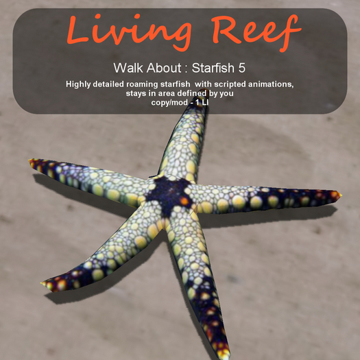 Inochi Reef - WA - Starfish 5