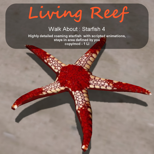 Inochi Reef - WA - Starfish 4