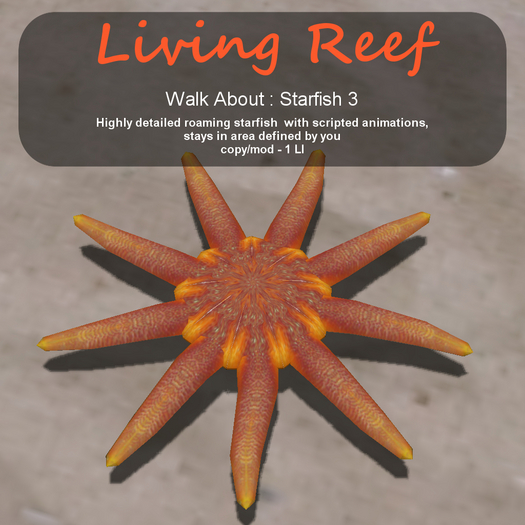 Inochi Reef - WA - Starfish 3