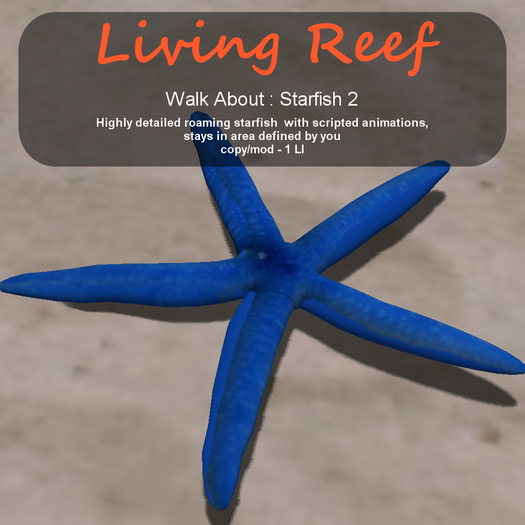 Inochi Reef - WA - Starfish 2