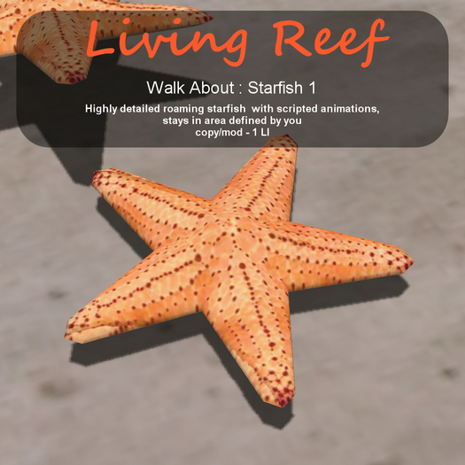 Inochi Reef - WA - Starfish 1