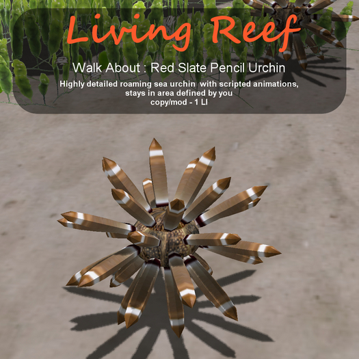 Inochi Reef - WA - Red Slate Pencil Urchin
