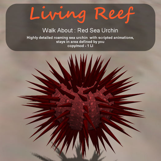 Inochi Reef - WA - Red Sea Urchin