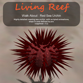 Inochi Reef - WA - Red Sea Urchin