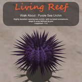 Inochi Reef - WA - Purple Sea Urchin