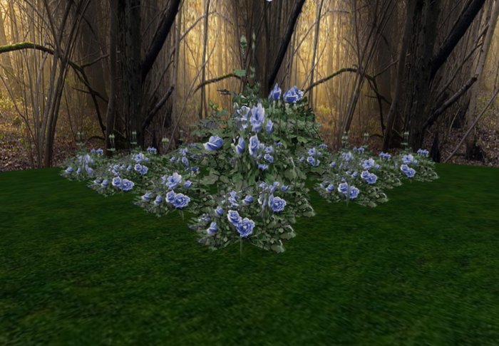 rose bush blue 1 huge